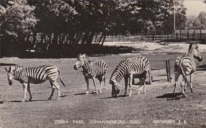 South Africa Zebra Park Johannesburg Zoo Real Photo