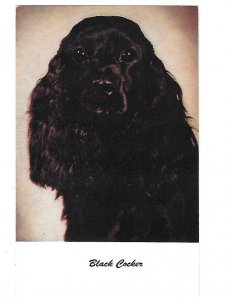 Black Cocker (Spaniel) #93 by Standard Arts Berkley California