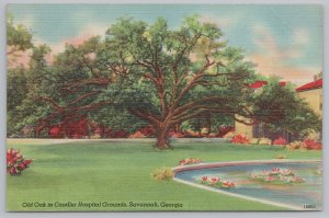 Linen~An Old Oak & Lily Pond In Chandler Hospital Grounds~Savannah GA~PM 1947 PC