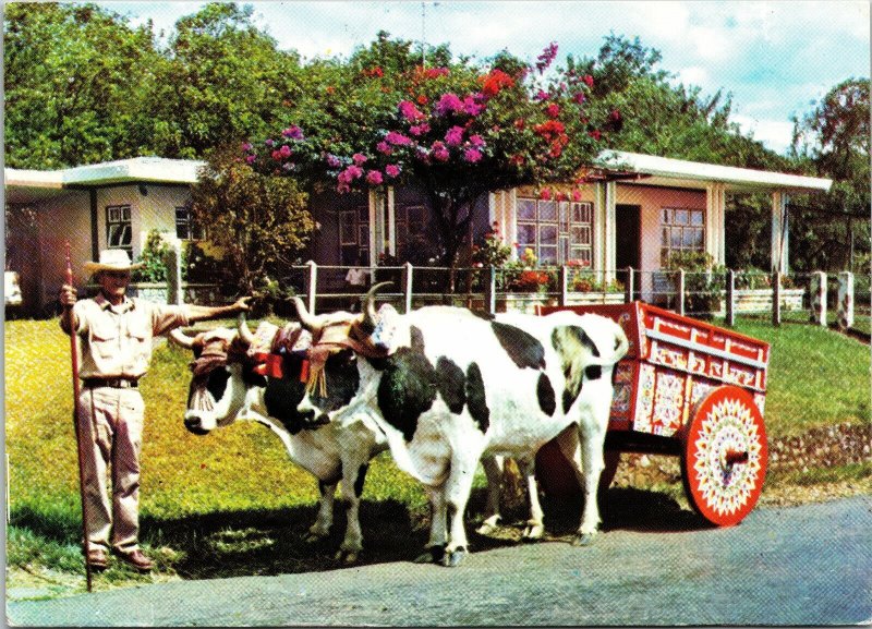 VINTAGE CONTINENTAL SIZE POSTCARD DECORATED CATTLE DRAWN CART COSTA RICA