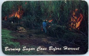 M-95133 Burning Sugar Cane Before Harvest Hawaii USA