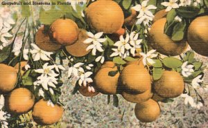 Vintage Postcard Grapefruit Groves and Delightful Fragrant Blossoms In Florida