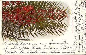 California Pepper Tree Blossoms and Fruit 1906
