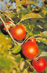 World Famous Nova Scotian Apples Annapolis Valley, Canada Fruit Assorted Unused 