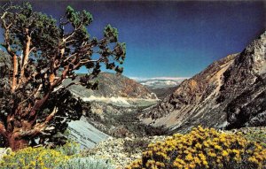 TIOGA PASS ROAD Highway 120 Lee Vining Canyon Yosemite c1960s Vintage Postcard