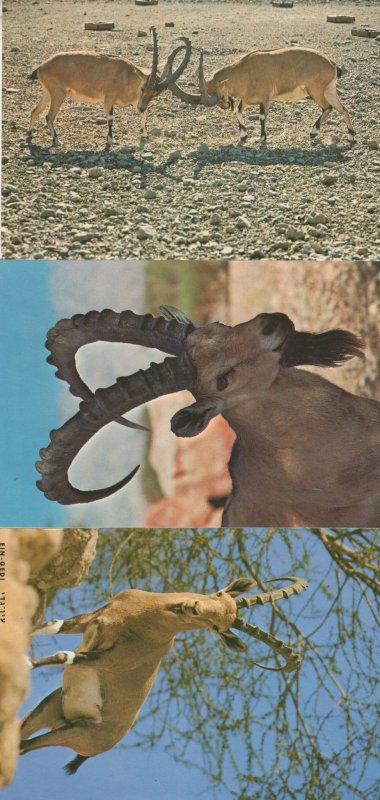 Israel Horned Nubian Ibex Animal 3x Postcard s