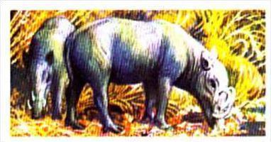 Brooke Bond Trade Card Asian Wildlife No 46 Babirusa