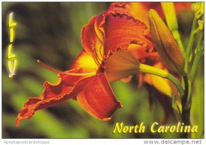 North Carolina Lily