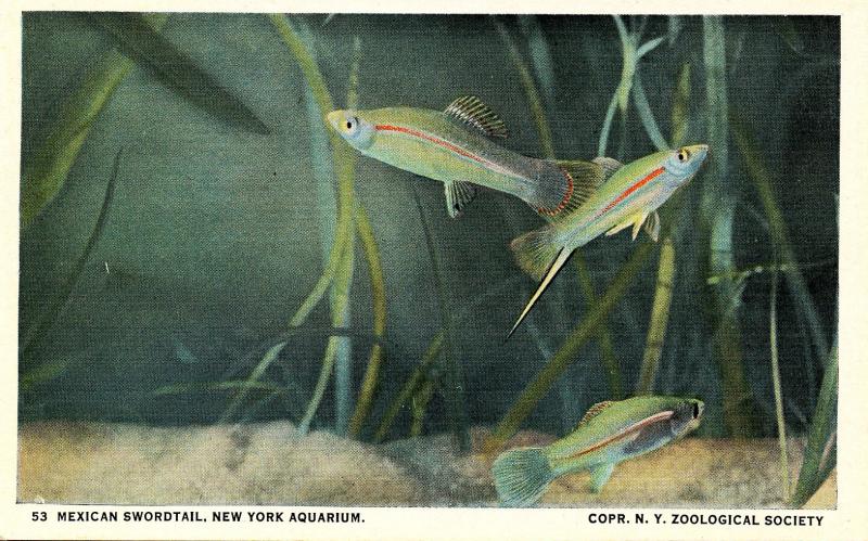 Fish - Mexican Swordtail