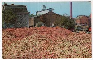 A Million Bushels of Apples at Martinsburg, West Virginia