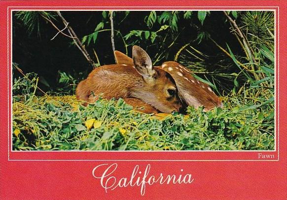 California Fawn