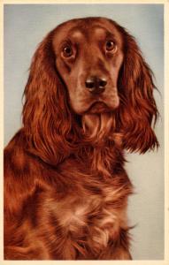 Dog - Cocker Spaniel       