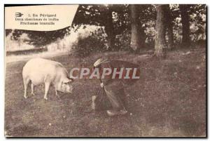 Postcard Old Pig Pig Folklore en Perigord Two researchers Fruitful find truffles