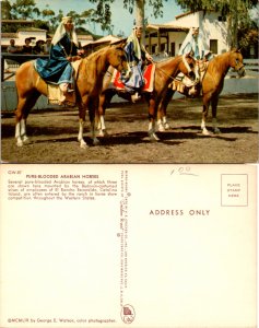 Pure Blooded-Arabian Horses Los Angeles, Calif. (14703