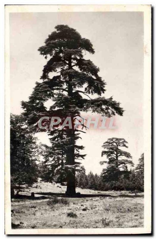 Old Postcard Tree Environs d & # 39Azrou Cedre Gouraud