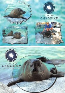 2~4X6 Postcards Virginia Beach VA Virginia AQUARIUM & Marine Science HARBOR SEAL