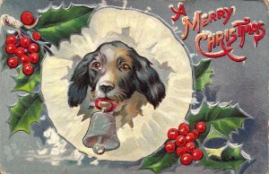 c.'08, Great looking Dog with Christmas Bell in Mouth, Holly,  Old Postcard