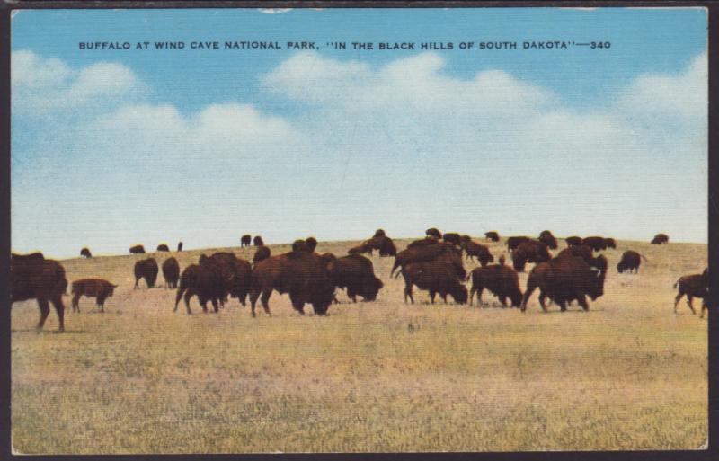 Buffalo,Wind Cave National Park,SD Postcard