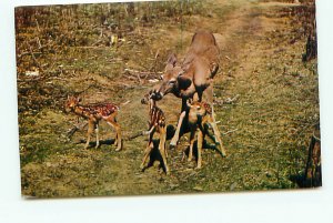 Buy Animal Postcards Baby Deer Triplets