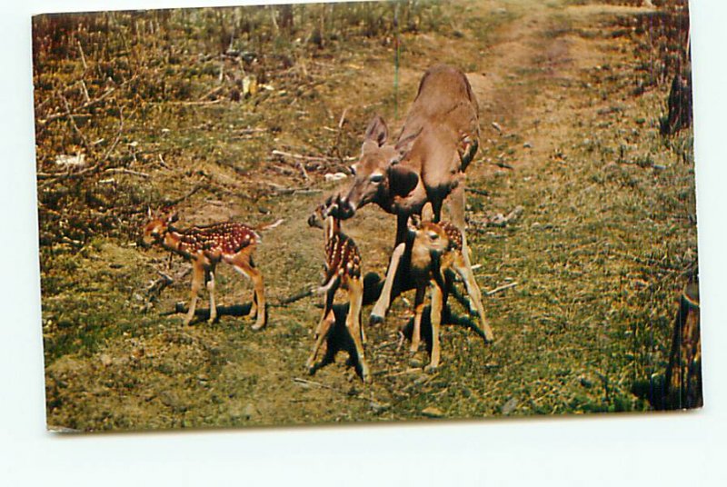 Buy Animal Postcards Baby Deer Triplets