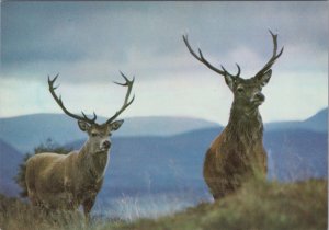 Animals Postcard - Scottish Red Deer Stags, Highland Wildlife Park Ref.RR17186