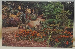 Quail Botanical Gardens San Diego California Vintage Postcard