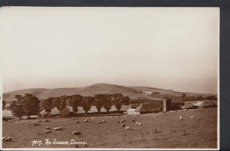 Sussex Postcard - View of The Sussex Downs - Sheep Grazing  DC788