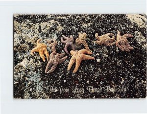 Postcard Star Fish from Long Beach Peninsula, Washington