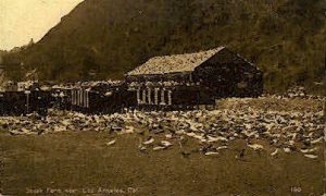 Squab Farm - Los Angeles, California CA Postcard