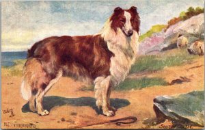 Scotch Collie Tucks 9560 Dog Vintage Postcard X55