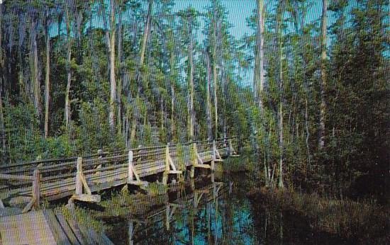 Okefenokee Swamp Park Waycross Georgia