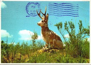 Jackalope Rabbit PM 1982 Jackson Wyoming Postcard