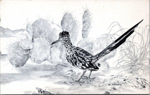 Postcard Animal Art bird - Al Hesselberg portrait of a Roadrunner