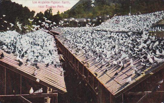 California Los Angeles Pigeon Farm Near Elysian Park