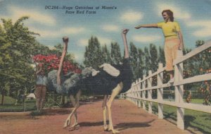 KENDALL, Florida, 30-40s;  Huge Ostriches at Miami's Rare Bird Farm