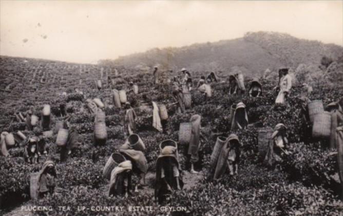 Sri Lanka Ceylon Natives PLucking Tea On Up Country Estate Real Photo