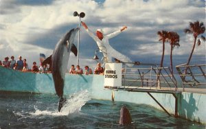 The World Famous Jumping Porpoises  Marineland, Florida  