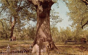 Dardanelle Arkansas 1960s Postcard Historic Council Oak 