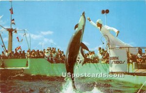 Porpoises, Marineland - St Augustine, Florida FL  