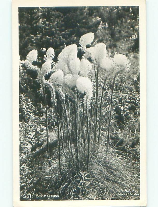 Old rppc NATURE - CLOSE-UP VIEW OF BEAR GRASS o2419