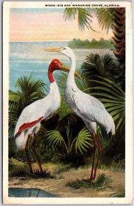 1923 Wood Iris And Whooping Crane Florida White Birds Attraction Posted Postcard