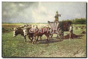 Old Postcard Folklore hitch Oxen