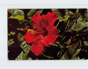 Postcard Hibiscus