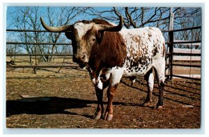 c1960s Texas Longhorn Raised At Old Abilene Town Abilene Texas TX Postcard