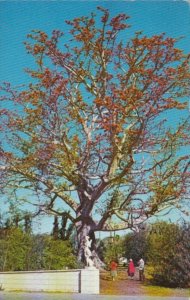 Florida The Kapok Tree at The Kapok Tree Inn Clearwater 1964