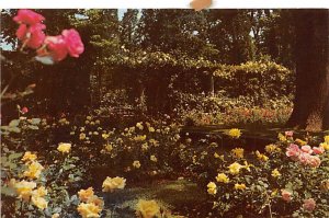 Rose Garden Burrwood, Cold Spring Harbor - Long Island, New York NY  