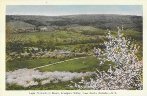 Annapolis Valley Apple Orchards in BloomNova Scotia Canada