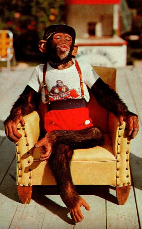 Florida Miami Chimpanzee Waiting For A Kiss At Monkey Jungle 1976