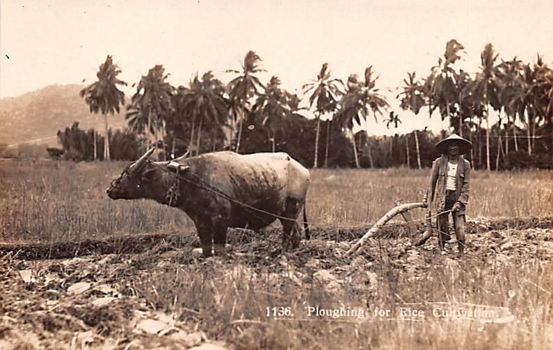 Malay Vietnam, Viet Nam Ploughing for Rice Cultivatium Malay Ploughing for Ri...