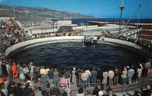 Marineland of the Pacific, Porpoise Feeding Time 1966 Vintage Postcard